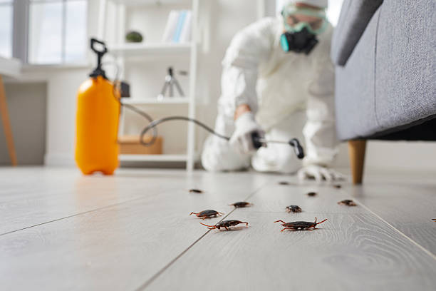Commercial Kitchen Cockroach Control in Mount Zion